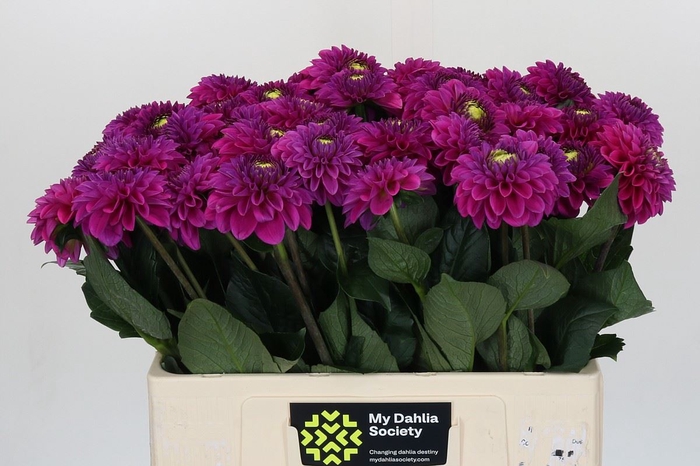 Dahlia BA 'Purple Fox'