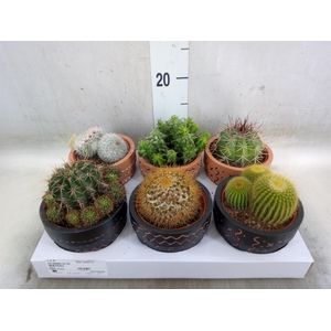 Cactus   ...