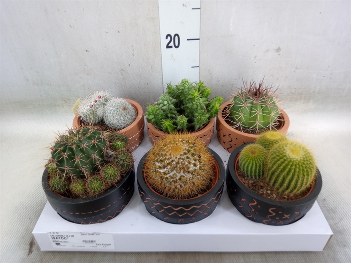 <h4>Cactus   ...</h4>