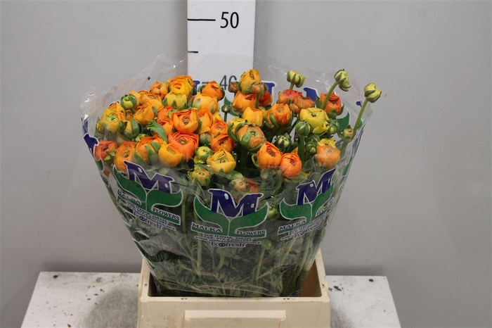 <h4>Ran El Orange</h4>