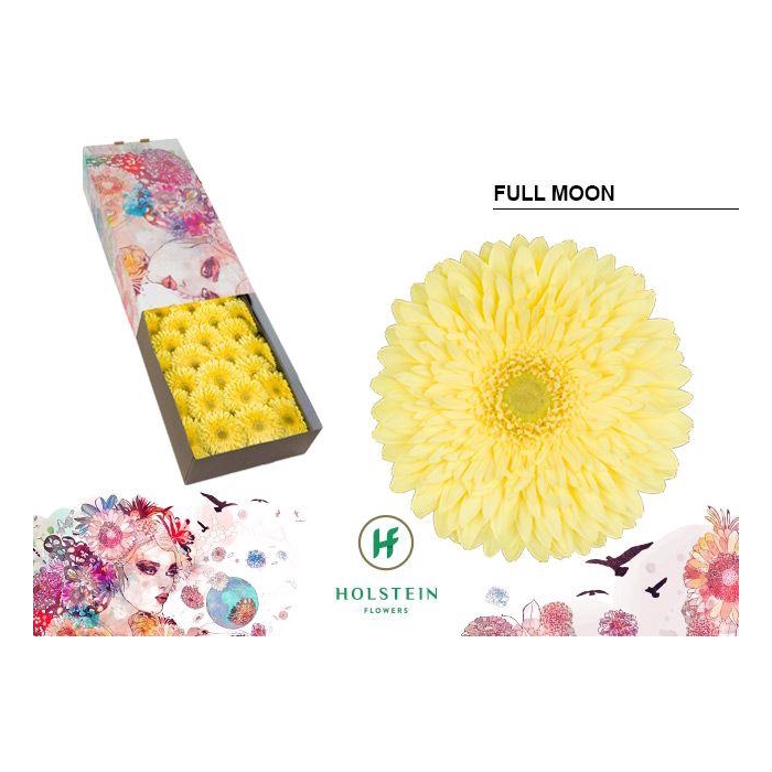 <h4>Ge Gr Full Moon</h4>