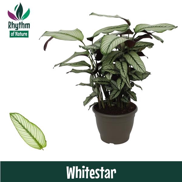 <h4>Calathea majestica 'Whitestar'</h4>