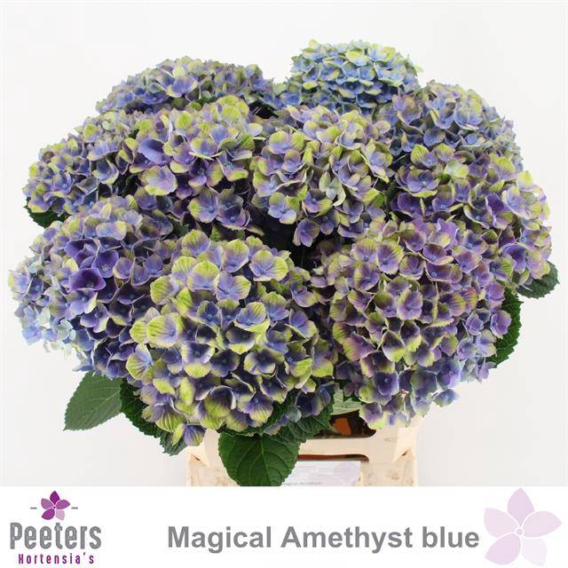<h4>HYDR M MAG AMETHYST</h4>
