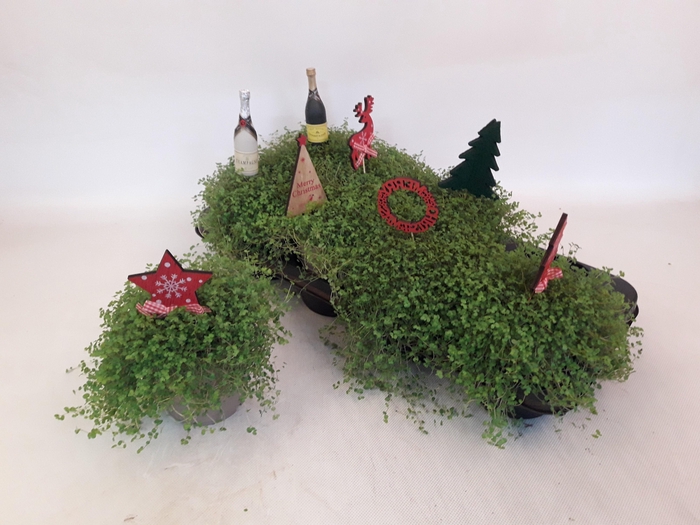 <h4>SOLEI SOL GROEN</h4>