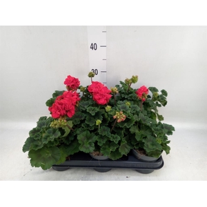 Pelargonium zona.   ...F1