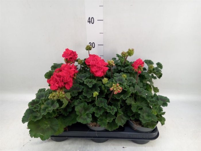 <h4>Pelargonium zona.   ...F1</h4>