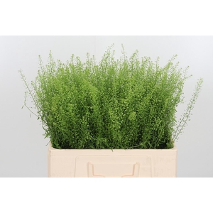 Lepidium Green Bell