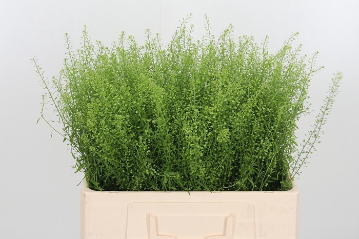 <h4>Lepidium Green Bell</h4>