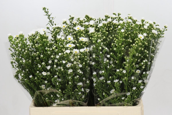 <h4>Aster Paquita</h4>