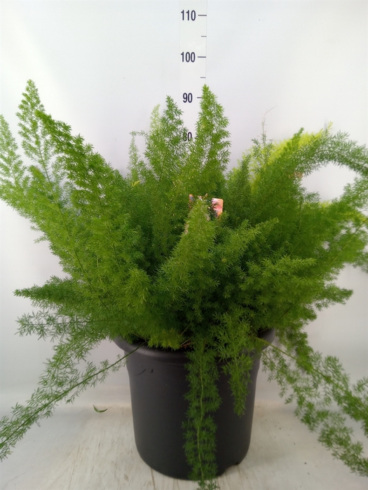 <h4>Asparagus dens. 'Meyers'</h4>