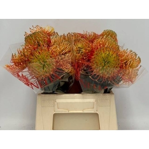 LEUCO AYOBA FIREWORX