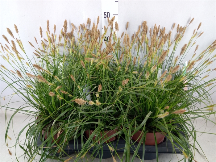 <h4>Carex oshimensis 'Everco Everlime'</h4>