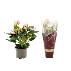 Anthurium Matata in Couture Diamond sleeve