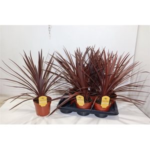 Cord Aus Red Star