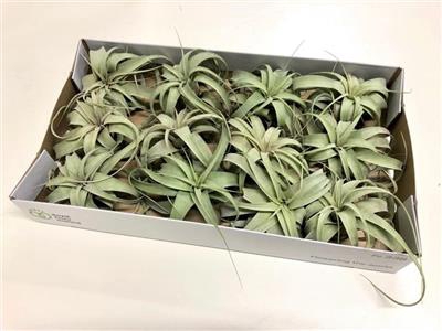 <h4>TILLANDSIA XEROGRAPHICA klein</h4>