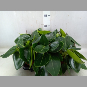 Peperomia