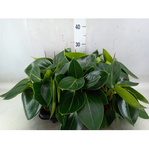 Peperomia