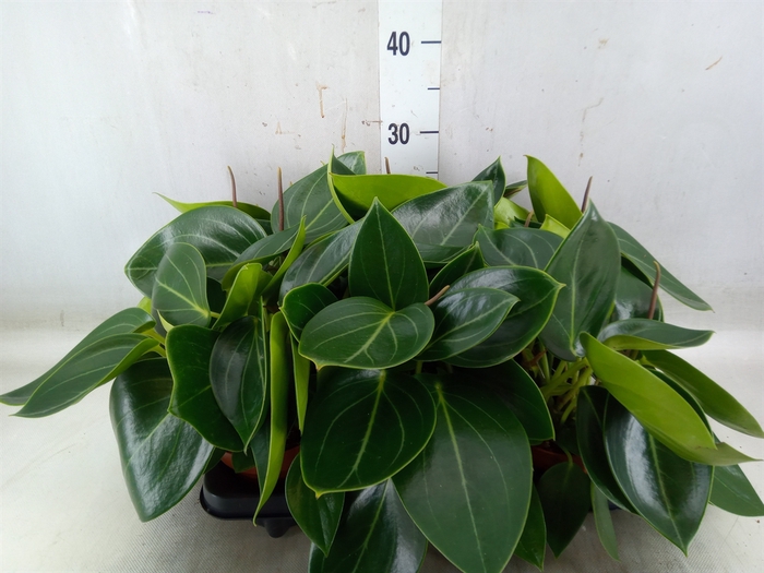 <h4>Peperomia</h4>