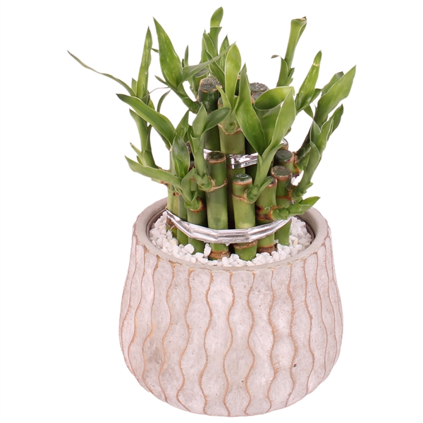 <h4>Lucky Bamboo Shape Round 2B Ø12cm Ceramic PL569</h4>