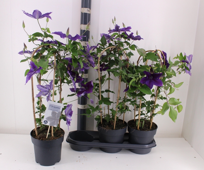 <h4>CLEM GARLAND OV</h4>