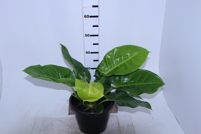 PHILODENDRON LUA CLARA P24