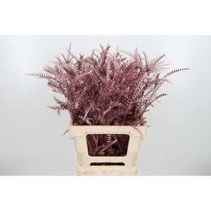 Grevilea Ivanhoe Kl Bh Rose Goud