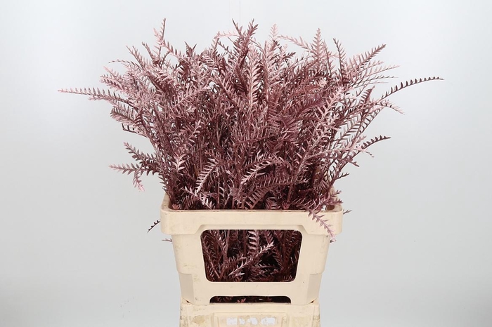 <h4>Grevilea Ivanhoe Kl Bh Rose Goud</h4>