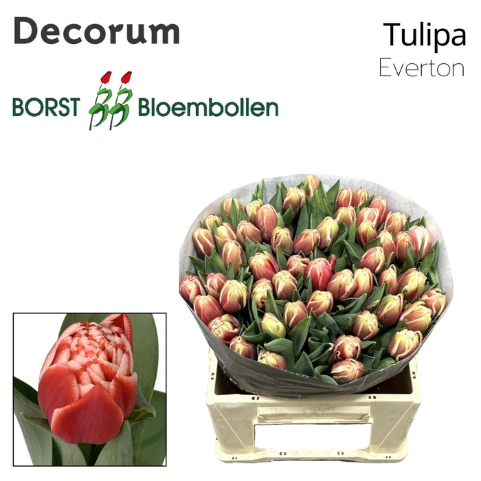 <h4>TU DU Everton</h4>