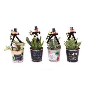 Succulent 5,5 cm in zinken silvester potje + Silvester bijsteker