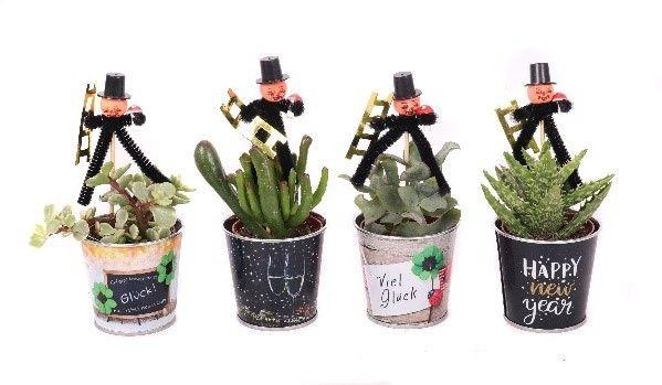 <h4>Succulent 5,5 cm in zinken silvester potje + Silvester bijsteker</h4>