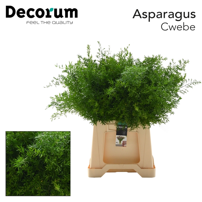 <h4>ASP CWEBE 50cm 566</h4>