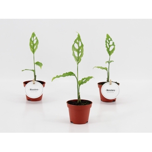 MONSTERA OV