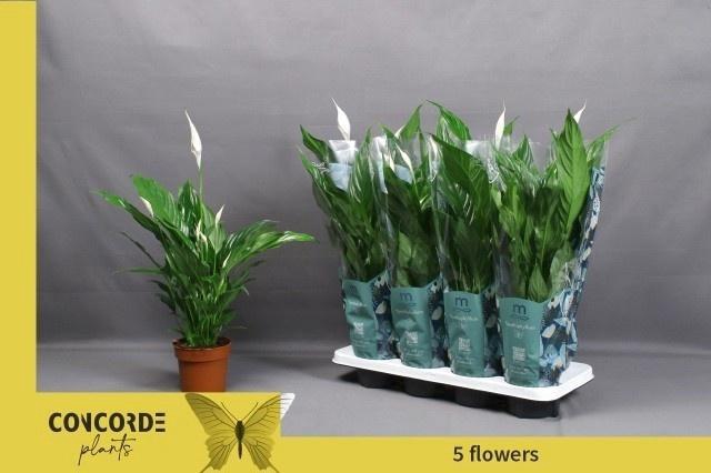 <h4>SPATH SWEET CHICO</h4>