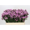 Limonium Rosella Sun Birds