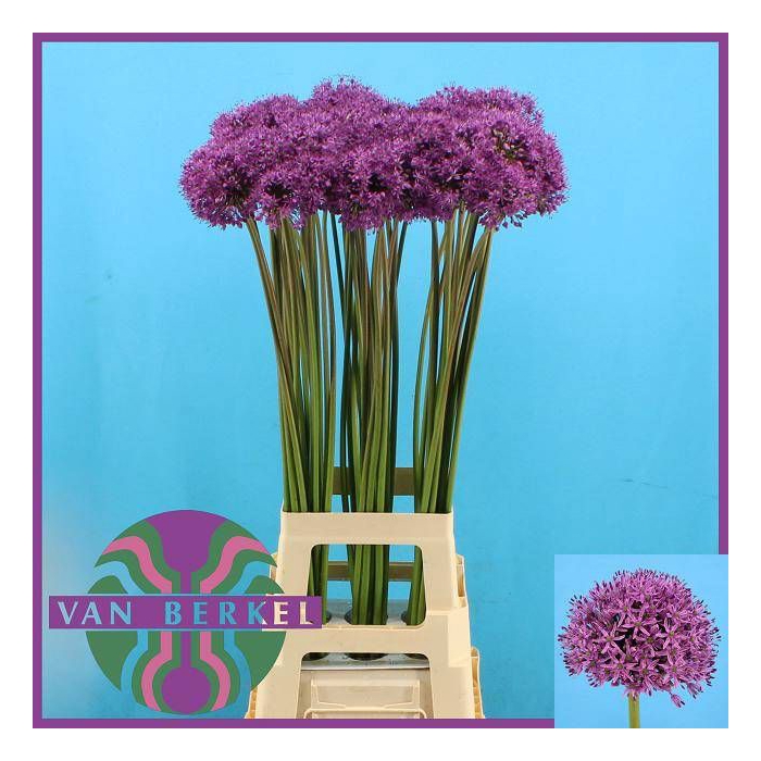 <h4>ALLIUM GLADIATOR</h4>