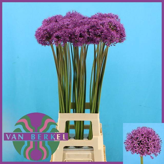 <h4>ALLIUM GLADIATOR</h4>