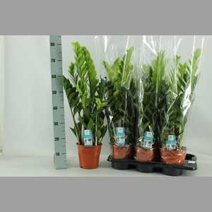ZAMIO ZAMIIFOLIA
