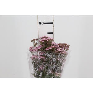 ACHILLEA MILLEFOLIUM ROSA TINTURADA 070 CM