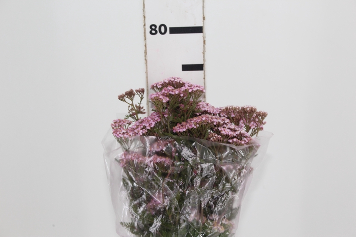 <h4>ACHILLEA MILLEFOLIUM ROSA TINTURADA 070 CM</h4>