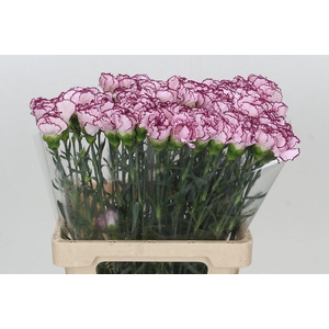 Dianthus St Mudah