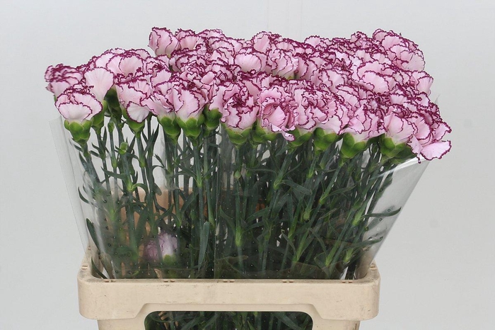 Dianthus St Mudah