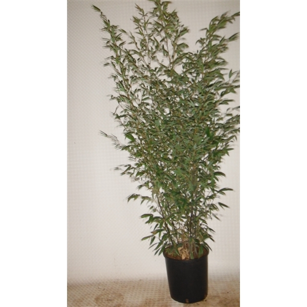 Phyllostachys nigra