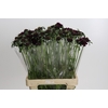 Scabiosa atropurpurea Bon Bon Scoop Merlot