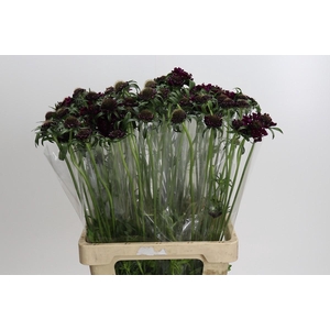 Scabiosa atropurpurea Bon Bon Scoop Merlot