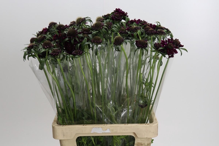 <h4>Scabiosa Bon Bon Scoop Merlot</h4>