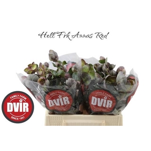 HELLEB ANNAS RED