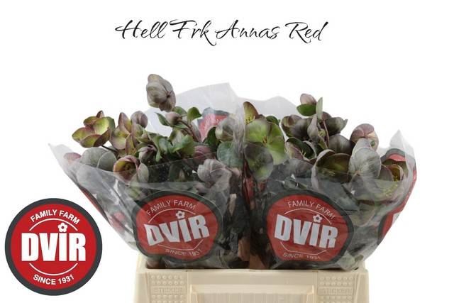 <h4>HELLEB ANNAS RED</h4>