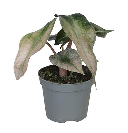 <h4>ALOCASIA BAGINDA P6 POLLY VARIEGATA</h4>