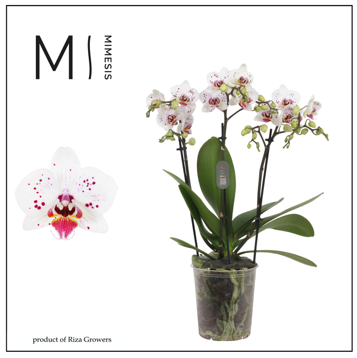 <h4>Phalaenopsis Coco 36 3 spike - 12cm | Mimesis</h4>