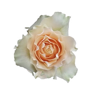 R Gr Cream Carpediem Peach 60cm EC
